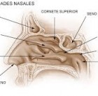 nariz