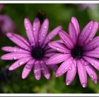 FLOR