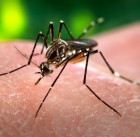 virus zika