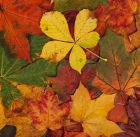 OTOÑO